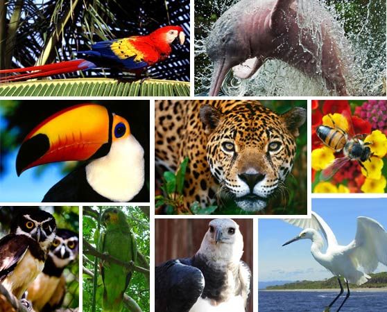 animales